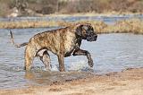DOGUE ALLEMAND 194